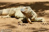 ETM01105056 groene leguaan / Iguana iguana
