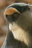 ETM01105062 Brazzameerkat / Cercopithecus neglectus
