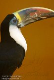 ETM01105067 roodsnaveltoekan / Ramphastos tucanus