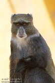 ETM01105072 witkeelmeerkat / Cercopithecus albogularis