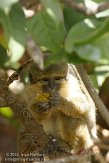 ETM01105075 dwergmeerkat / Miopithecus talapoin