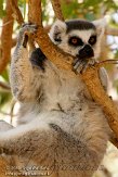 ETM01105091 ringstaartmaki / Lemur catta