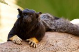 ETM01105104 roodhandtamarin / Saguinus midas