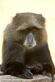 ETM01105108 witkeelmeerkat / Cercopithecus albogularis