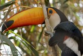 ETM01105112 reuzentoekan / Ramphastos toco