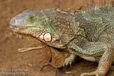 ETM01105119 groene leguaan / Iguana iguana