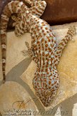 ETM01105122 tokeh / Gekko gecko