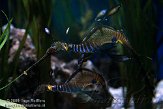 EOV01090537 wierig zeedraakje / Phyllopteryx taeniolatus