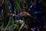 EOV01090539 wierig zeedraakje / Phyllopteryx taeniolatus