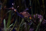 EOV01090540 wierig zeedraakje / Phyllopteryx taeniolatus