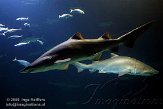 EOV01090578 zandtijgerhaai / Carcharias taurus