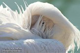EOV01090727 roze pelikaan / Pelecanus onocrotalus