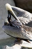 EOV01090729 bruine pelikaan / Pelecanus occidentalis