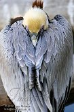 EOV01090736 bruine pelikaan / Pelecanus occidentalis