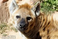 Bioparc 2009