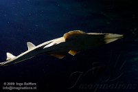 Oceanografic 2009