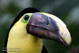 CHB01081747 swainsons toekan / Ramphastos swainsonii