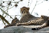 CHB01081759 jachtluipaard / Acinonyx jubatus