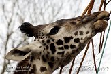 CHB01081864 Masaigiraf / Giraffa camelopardalis tippelskirchi