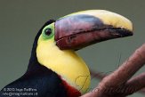 CHB01135899 swainsons toekan / Ramphastos swainsonii