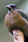 CHB01135902 Amazonemotmot / Momotus momota