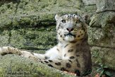 CHB01136031 sneeuwpanter /Panthera uncia