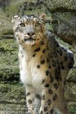 CHB01136051 sneeuwpanter /Panthera uncia