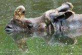 CHB01136053 Indische neushoorn / Rhinoceros unicornis