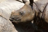 CHB01136065 Indische neushoorn / Rhinoceros unicornis