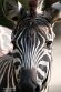CHB01254501 Grantzebra / Equus quagga boehmi