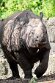 CHB01254555 Indische neushoorn / Rhinoceros unicornis