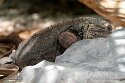 CHD01253055 Exuma eiland leguaan / Cyclura cychlura figginsi