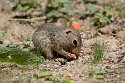 CHD01253103 siesel / Spermophilus citellus