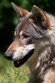 CHD01253277 Europese wolf / Canis lupus lupus