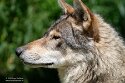 CHD01253286 Europese wolf / Canis lupus lupus