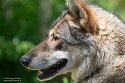 CHD01253322 Europese wolf / Canis lupus lupus