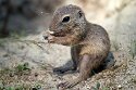 CHD01253346 siesel / Spermophilus citellus