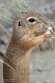 CHD01253367 siesel / Spermophilus citellus
