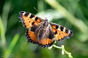 CHP01252656 kleine vos / Aglais urticae
