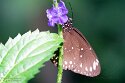 CHP01252779 common crow / Euploea core