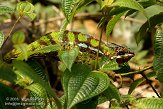 CHZ01085445 panterkameleon / Furcifer pardalis