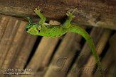 CHZ01085455 Madagaskarreuzendaggekko / Phelsuma grandis