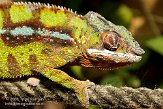 CHZ01085467 panterkameleon / Furcifer pardalis