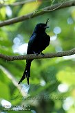 CHZ01085475 kuifdrongo / Dicrurus forficatus