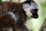 CHZ01085491 witkopmaki / Eulemur albifrons