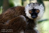 CHZ01085495 witkopmaki / Eulemur albifrons