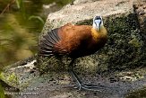 CHZ01085503 Afrikaanse jacana / Actophilornis africanus