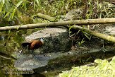 CHZ01085505 Afrikaanse jacana / Actophilornis africanus