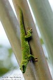 CHZ01108393 Madagaskarreuzendaggekko / Phelsuma grandis