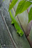 CHZ01108399 Madagaskarreuzendaggekko / Phelsuma grandis